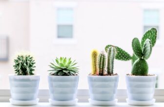 22 Popular Types of Succulents