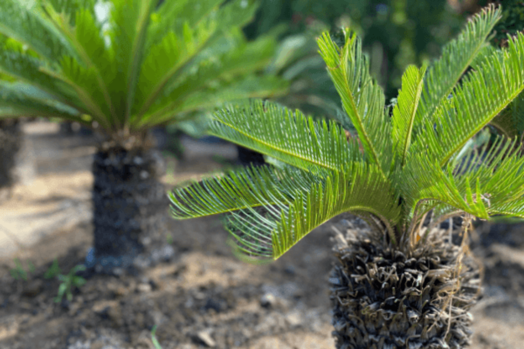 dwarf date palms