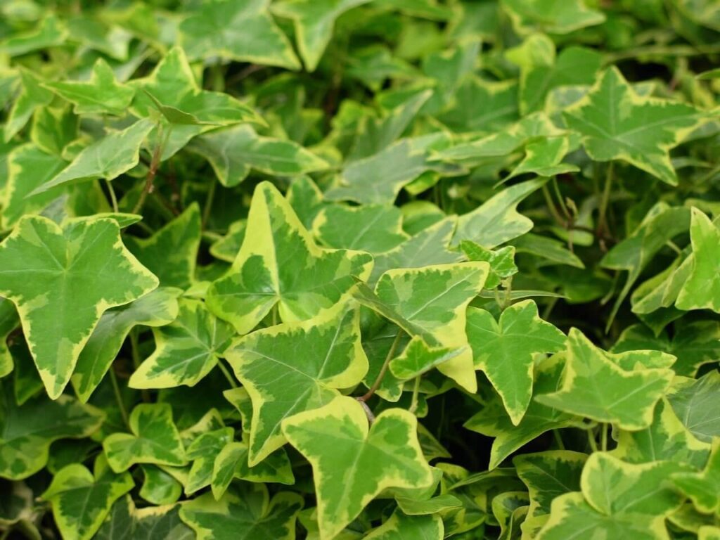 English ivy plants