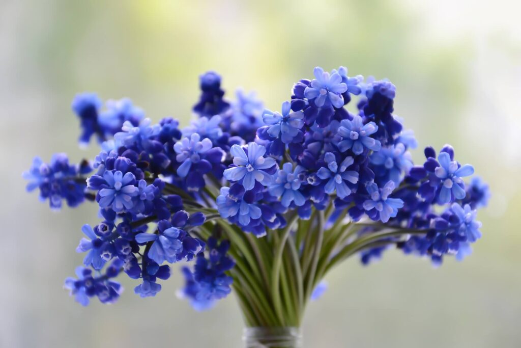 30 Blue Flowers to Grow in Your Garden TopBackyards
