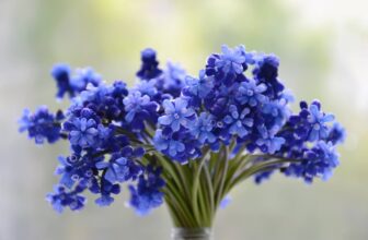 best blue flowers to grow in a garden