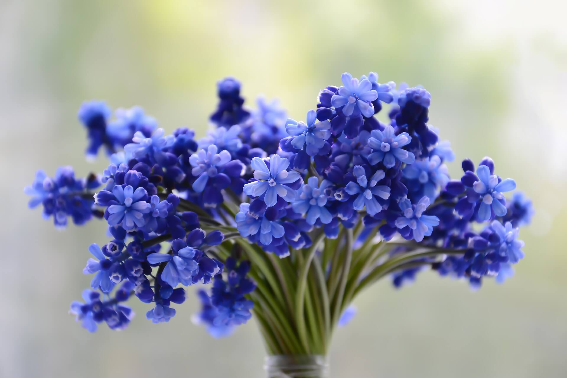 best blue flowers to grow in a garden