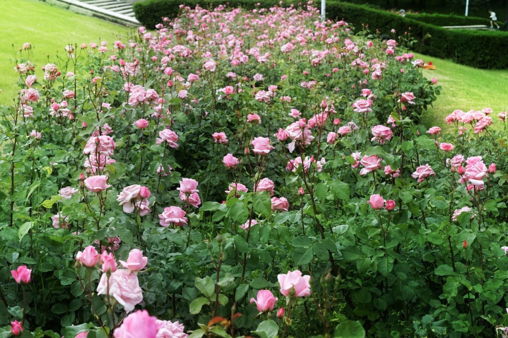 pink ground cover roses