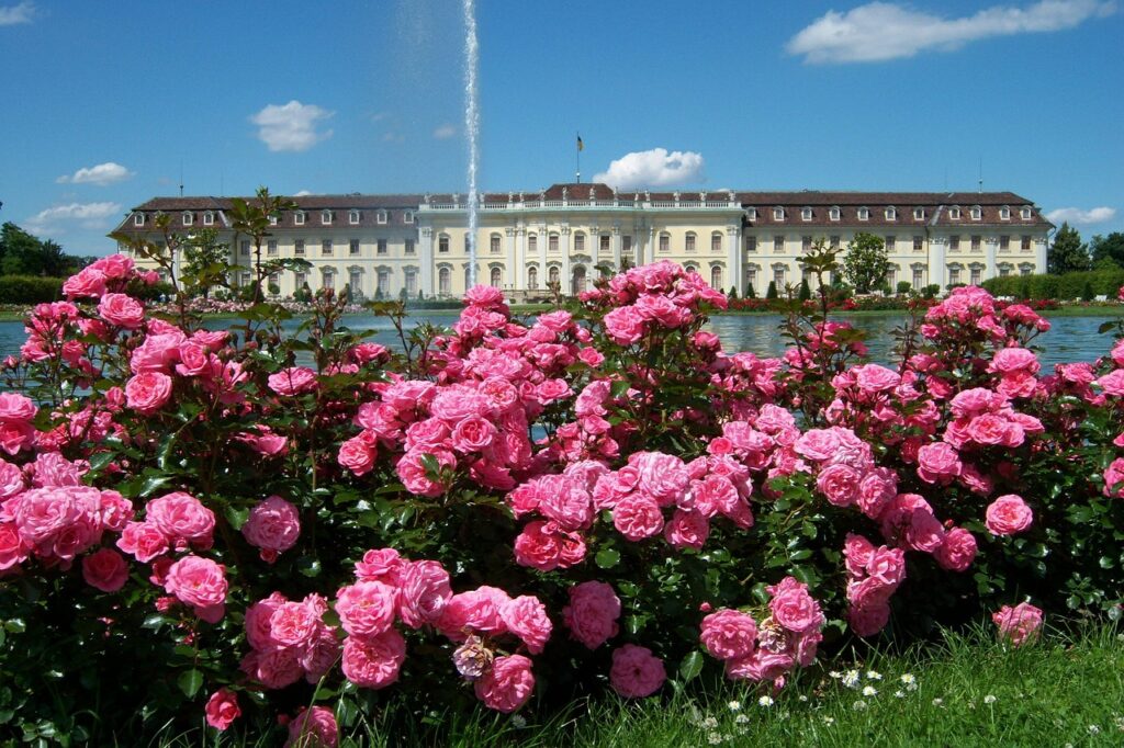 many pink hedge roses