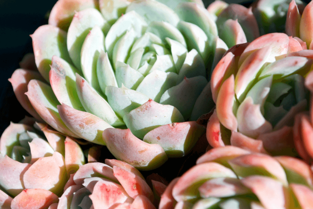 hens and chicks succulents