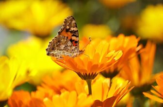 butterfly on marigold flowers