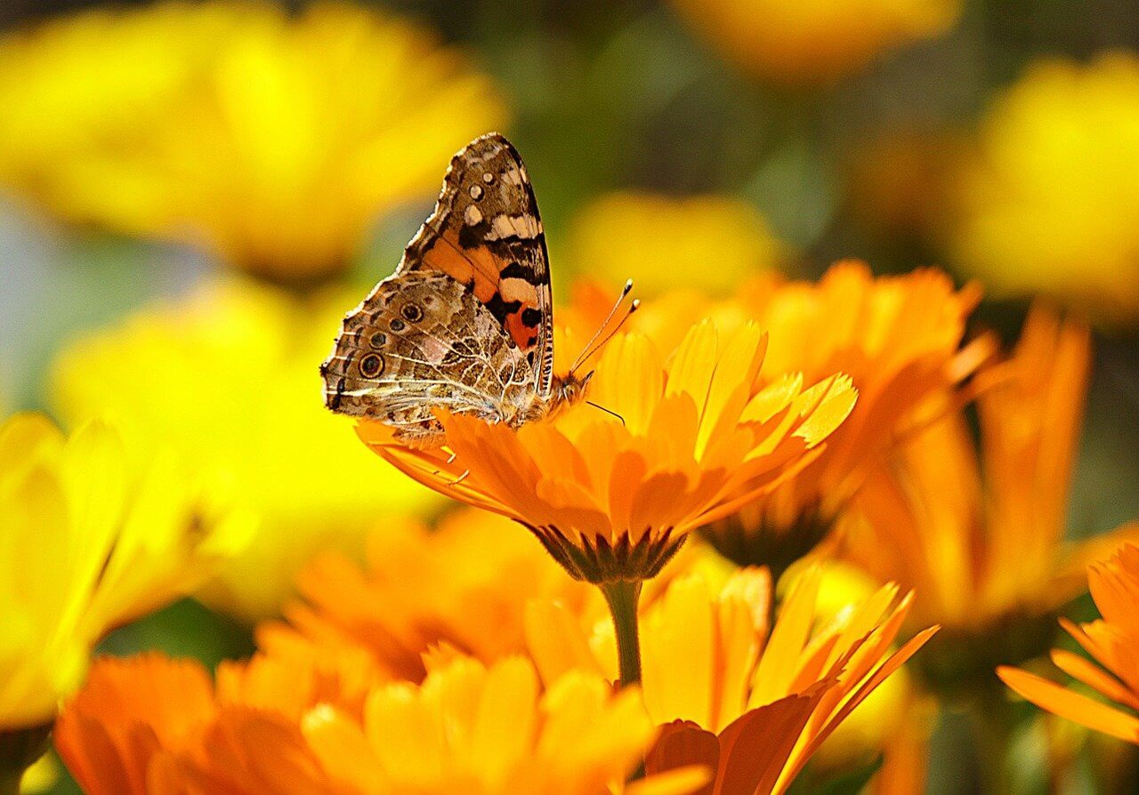butterfly on marigold flowers