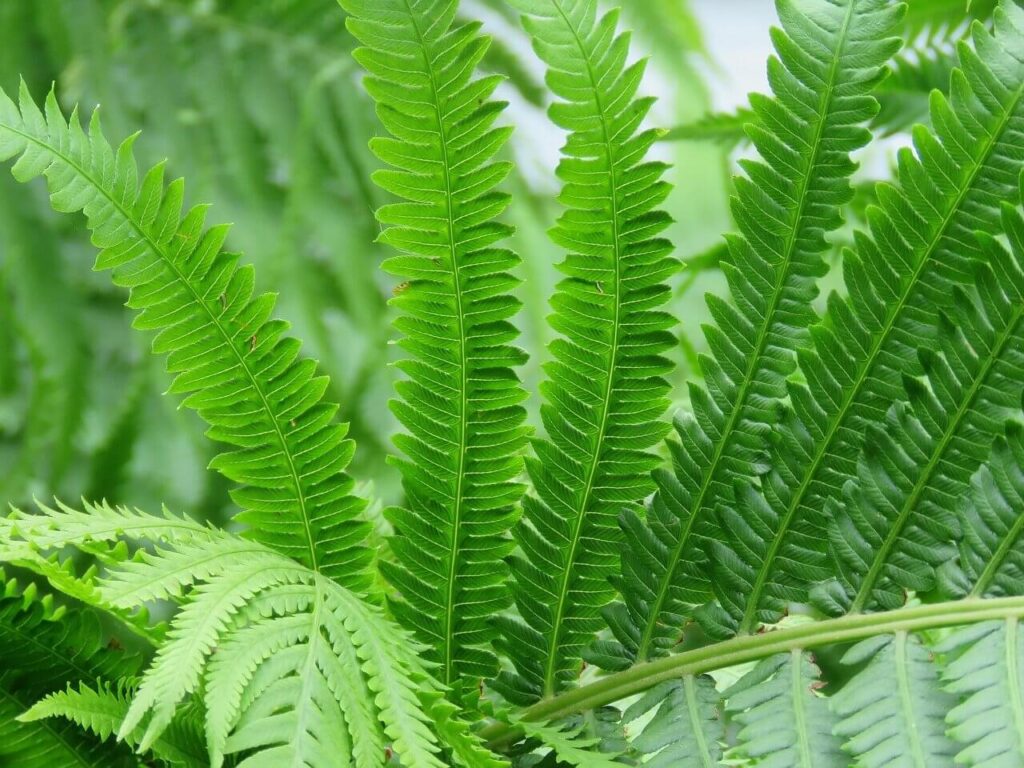 Kimberly queen fern