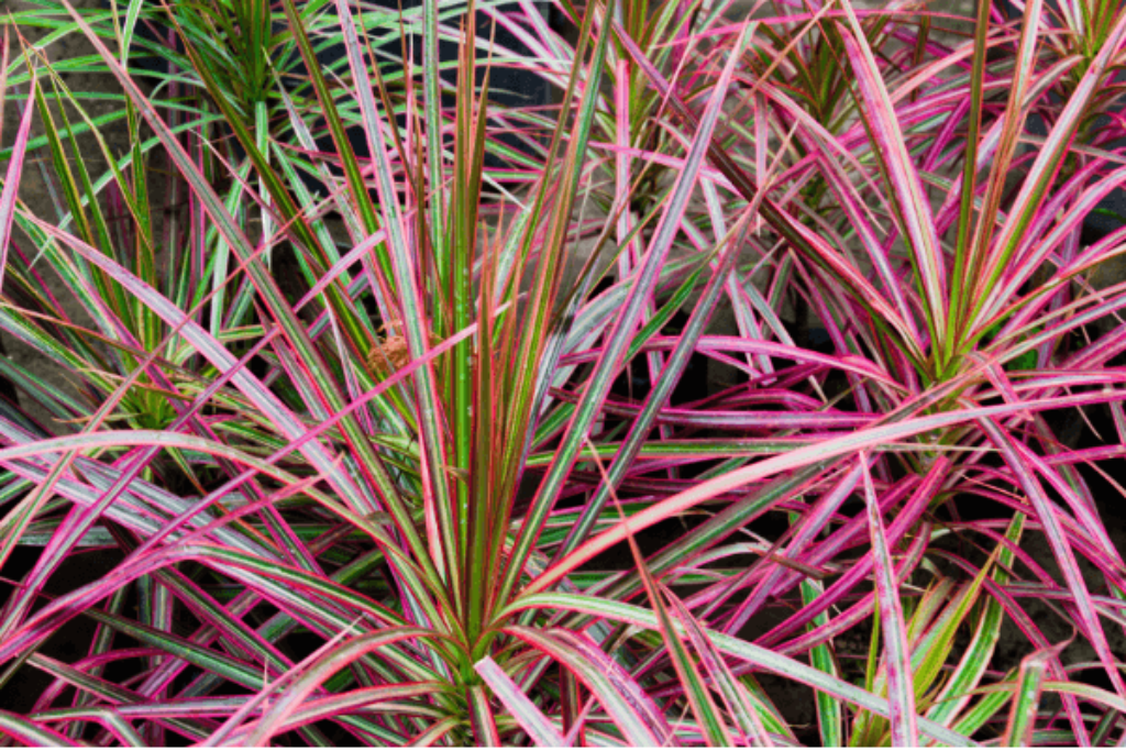 colored dragon tree plant