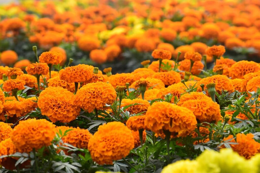 beautiful golden marigolds