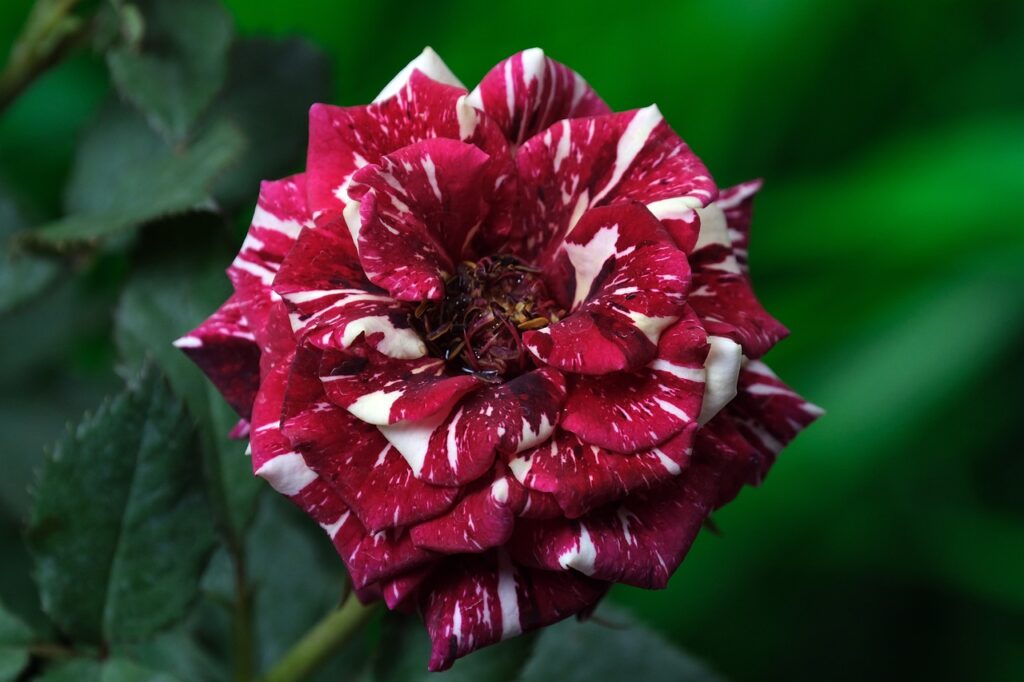 red and white modern rose