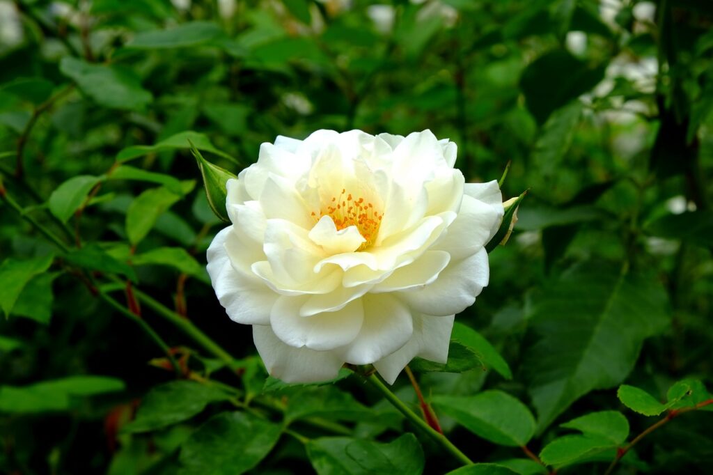 beautiful white old garden rose