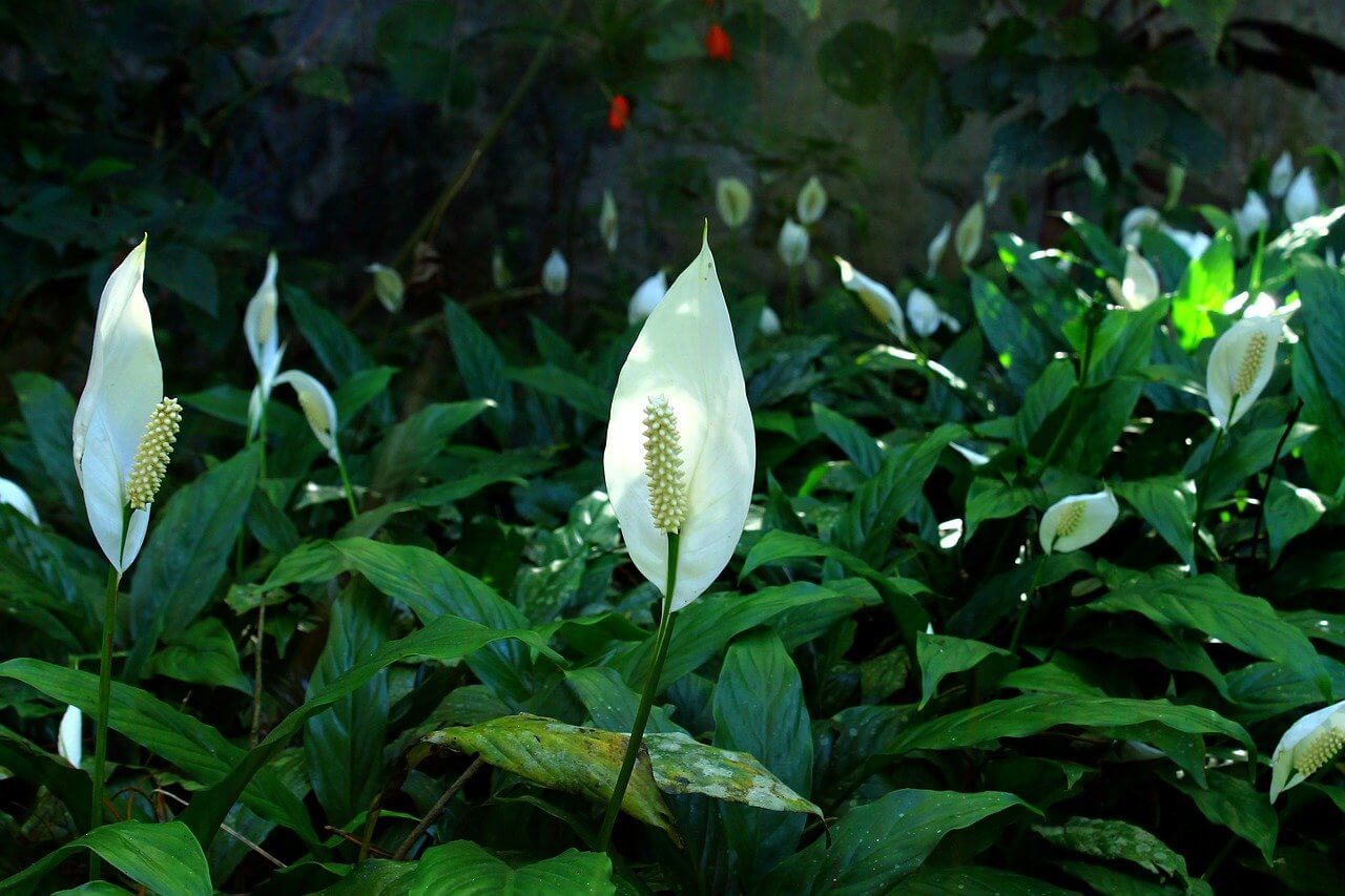 peace lily plants