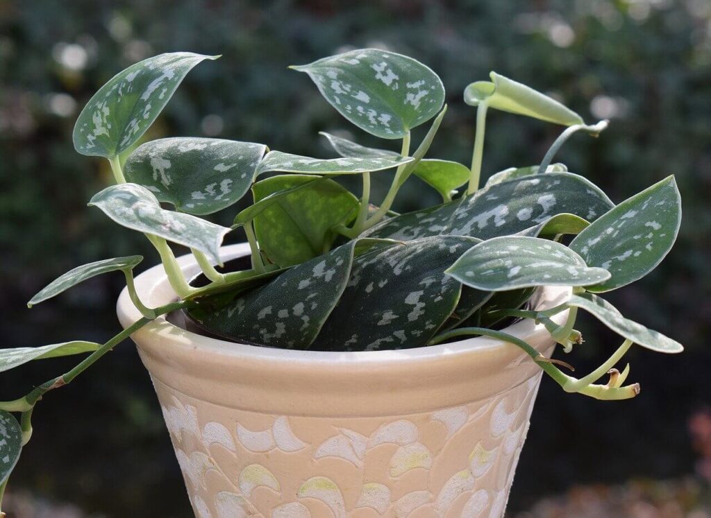 philodendron's flowers