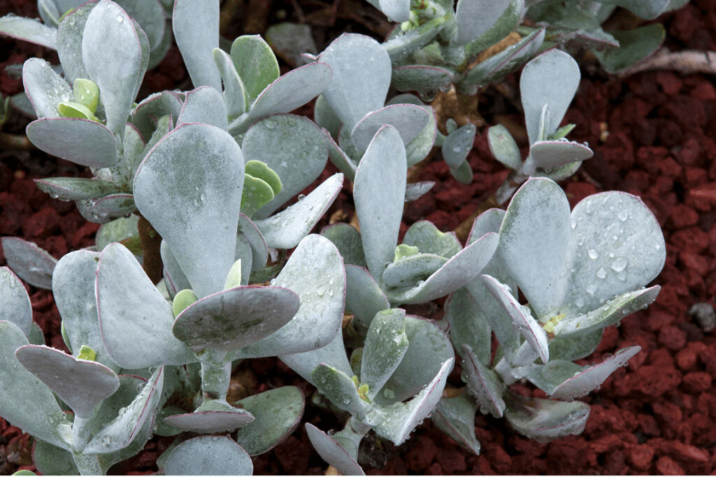 pig's ear succulent plants