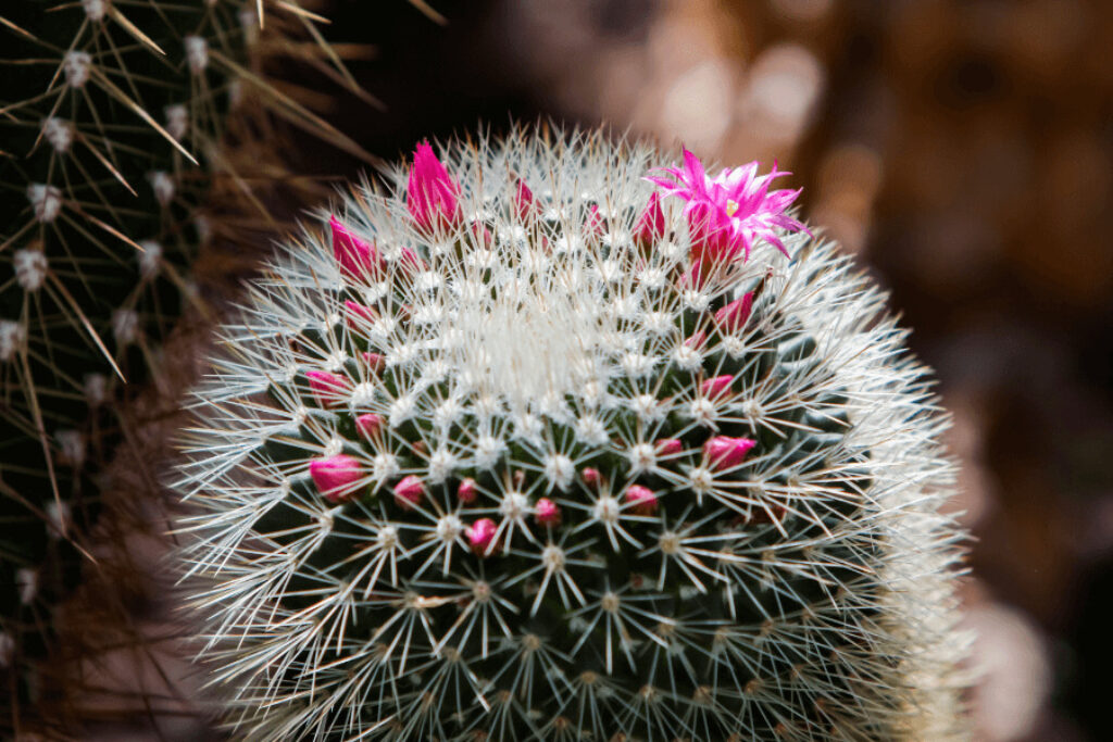 pincushion cactus with pink flowers