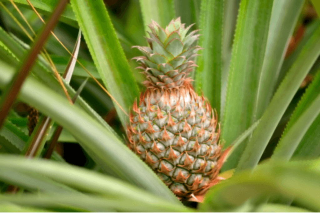 pineapple plants