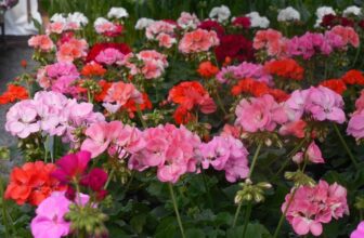 beautiful begonias in different shades of pink and red