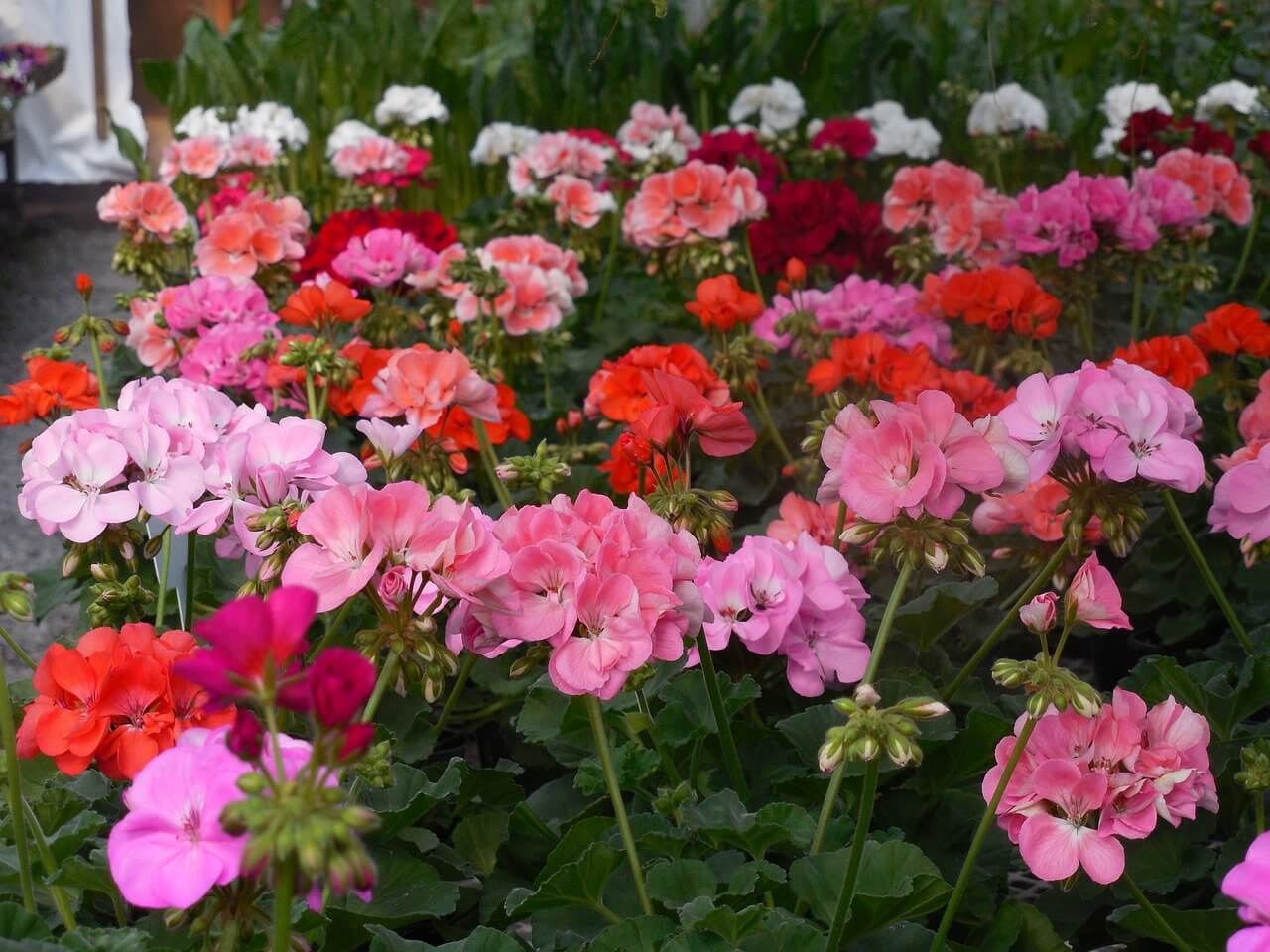 beautiful begonias in different shades of pink and red