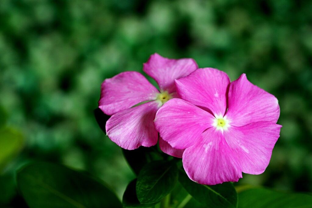 pink Madagascar periwinkle flowers