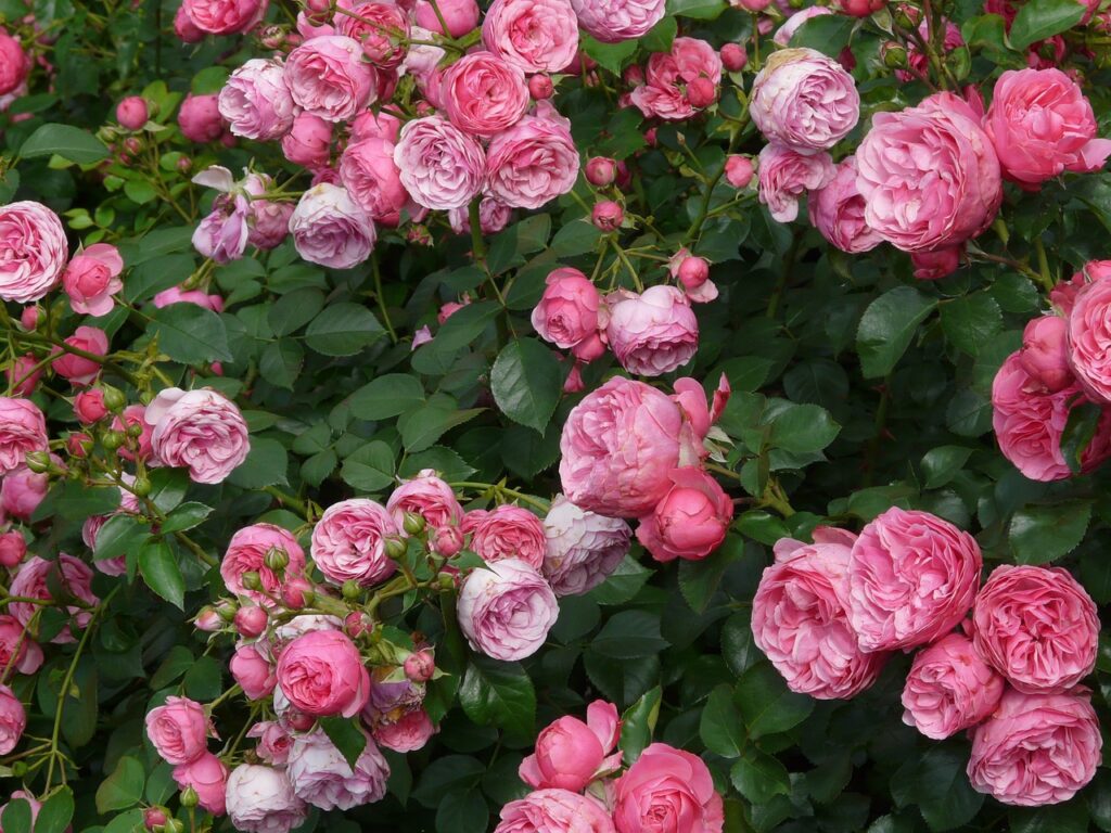 gorgeous shrub roses