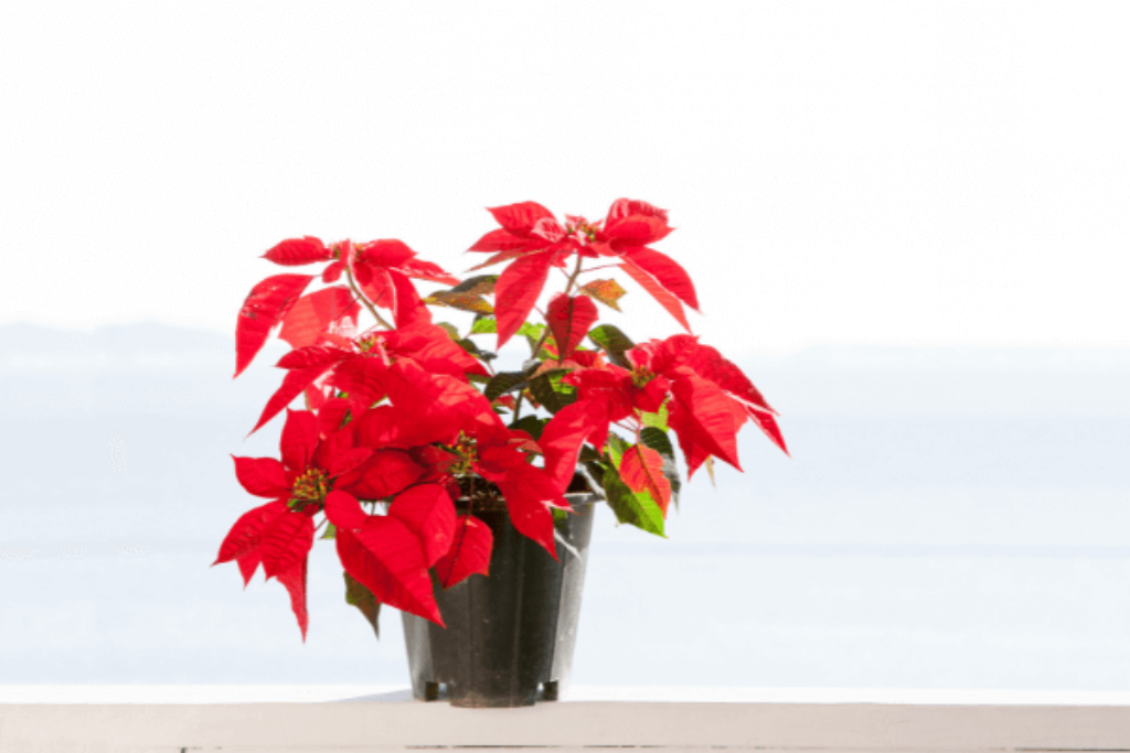 poinsettia plants