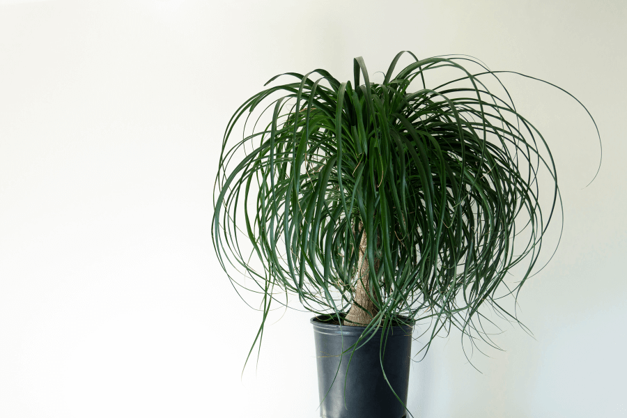 ponytail palm