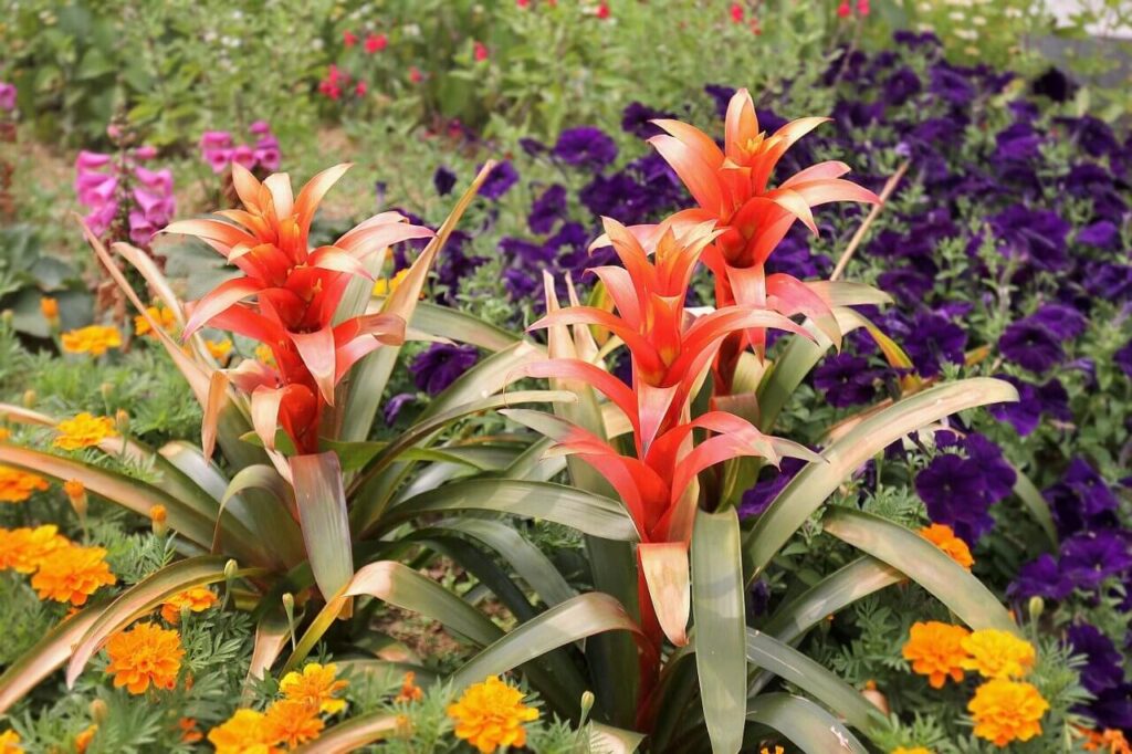 scarlet star plant