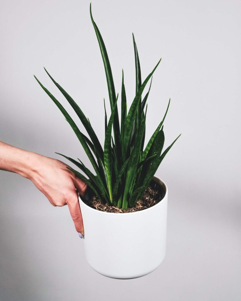 snake-plant-in-pot