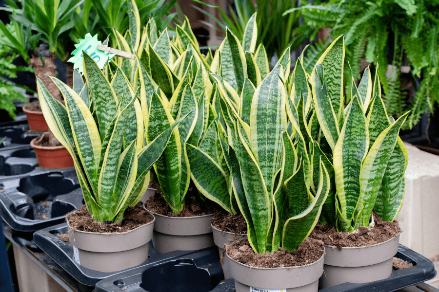 snake plants in pots