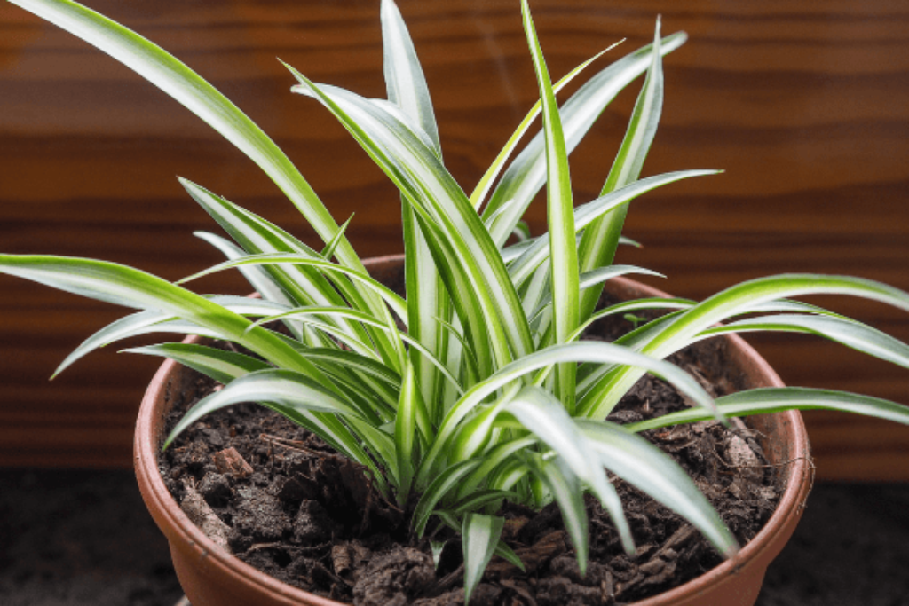 spider plants