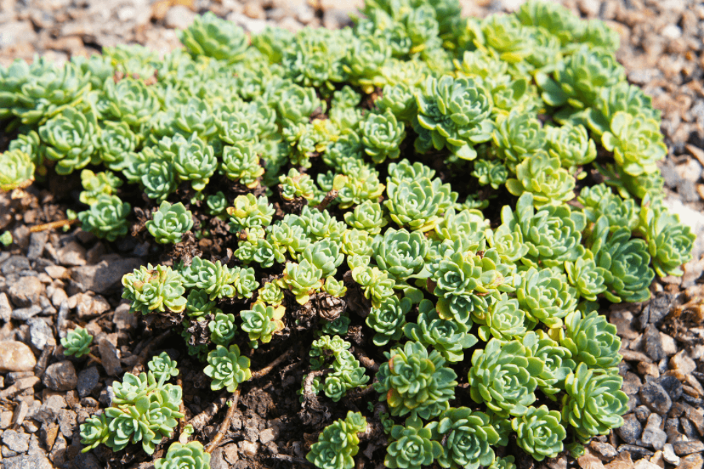 stonecrop succulents