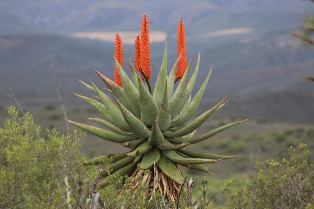 torch lant succulents