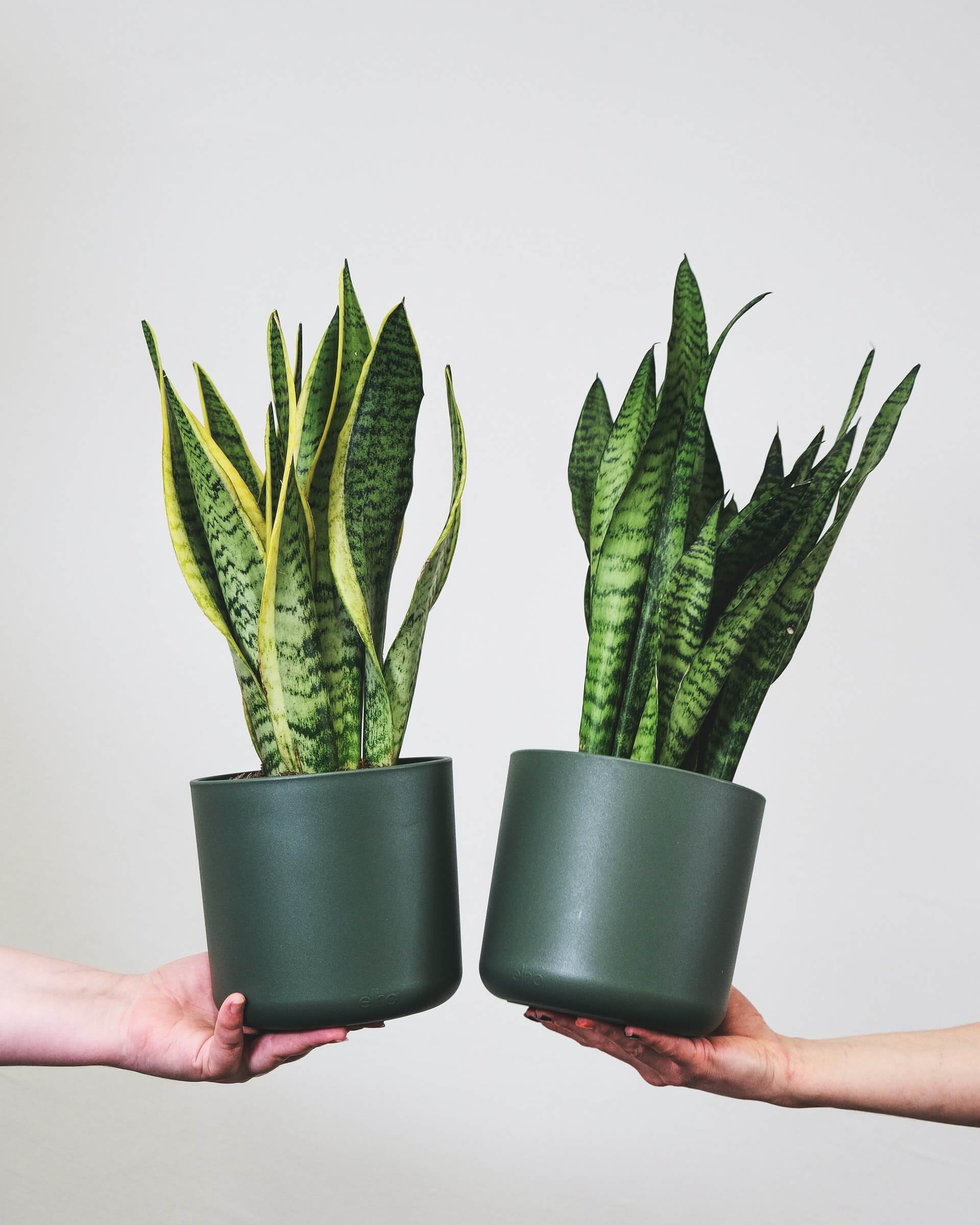 snake plants in pots