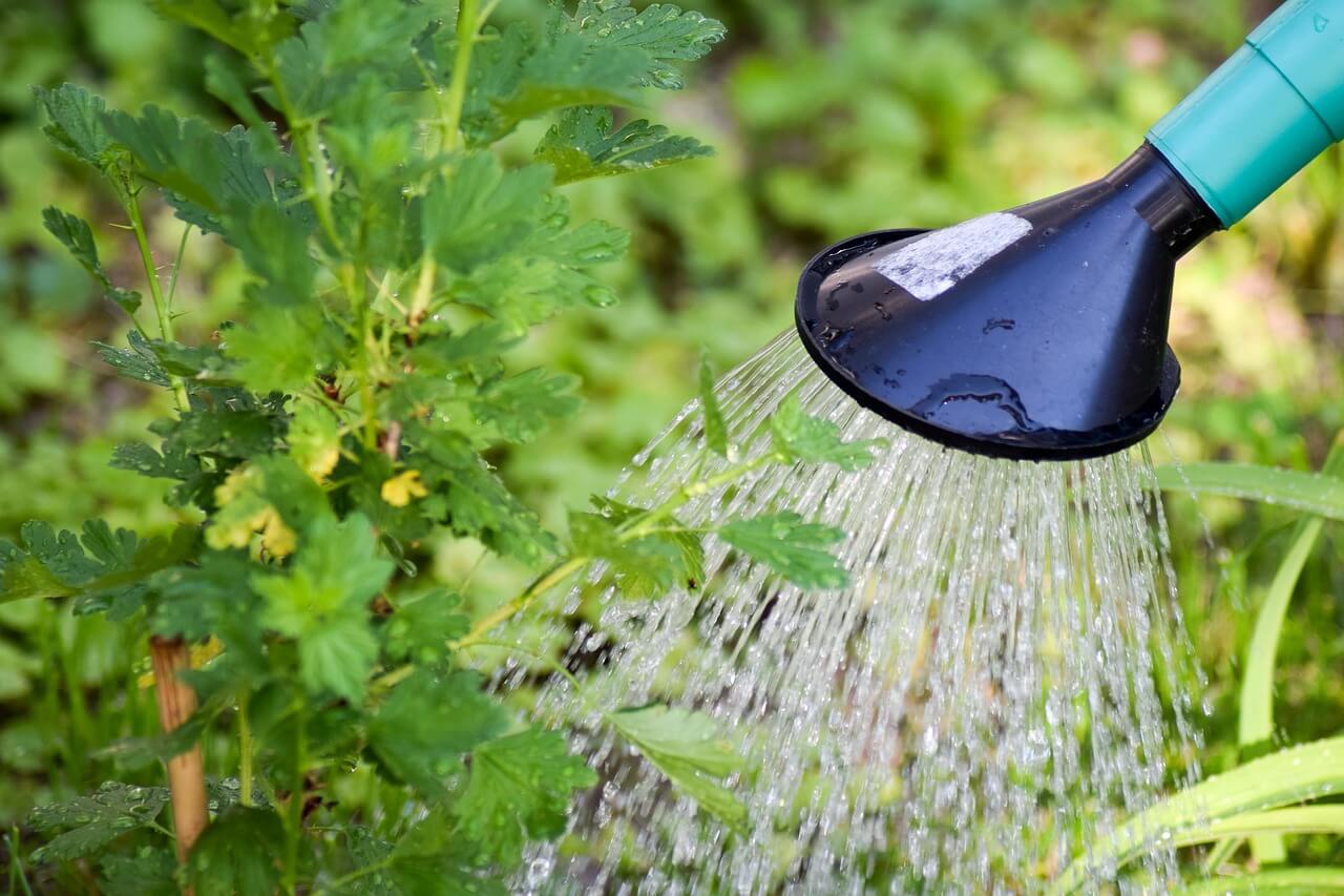 watering plants