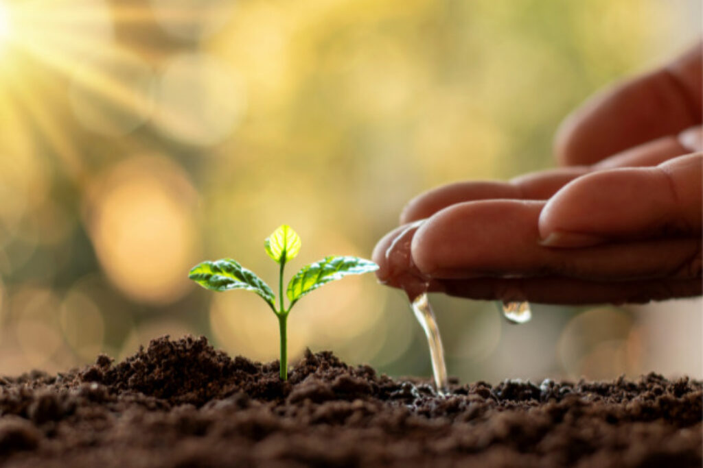 watering plants