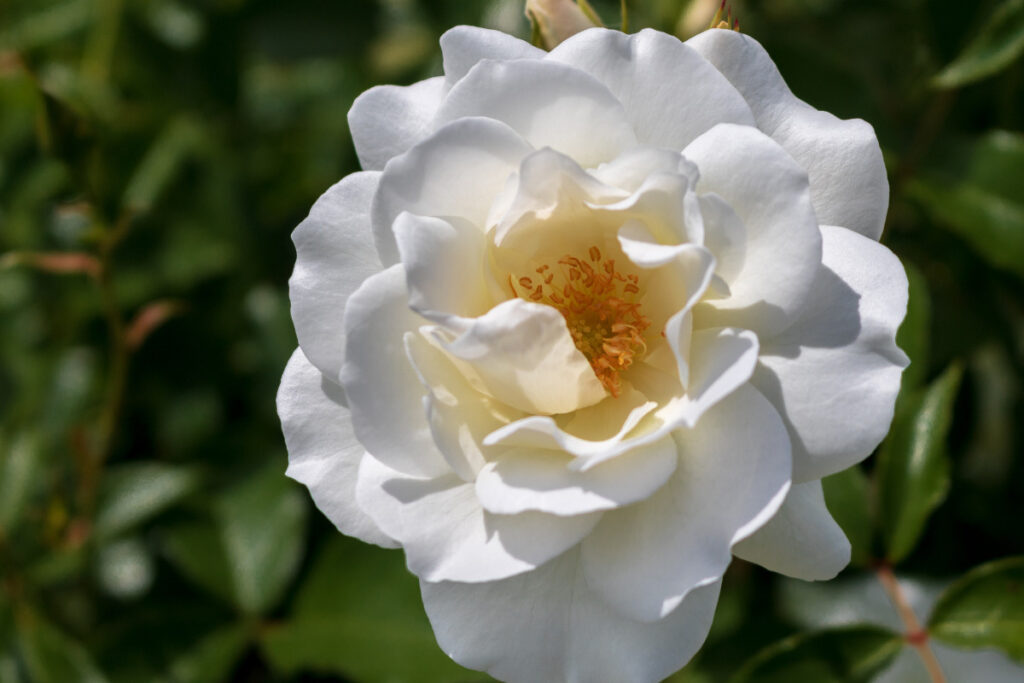 white iceberg rose