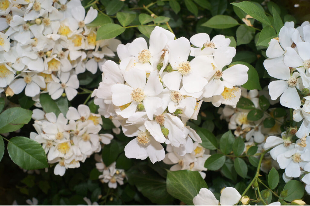 multiflora roses