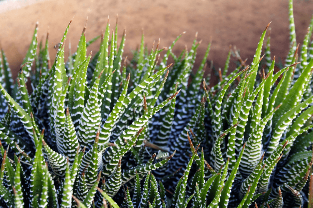 zebra plants 