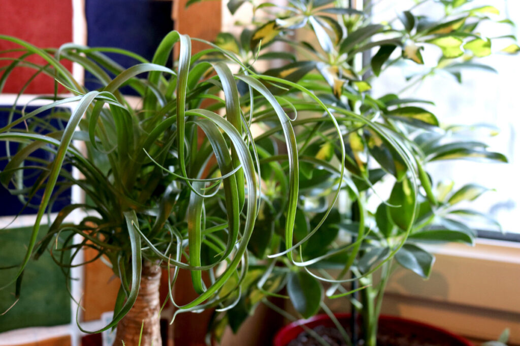 ponytail palm growing in a pot