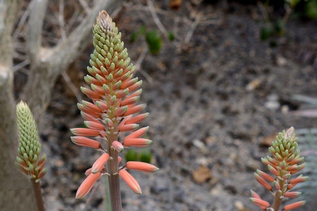 aloe vera flowers