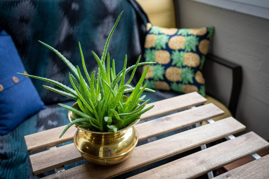 aloe vera plant in a spittoon planter