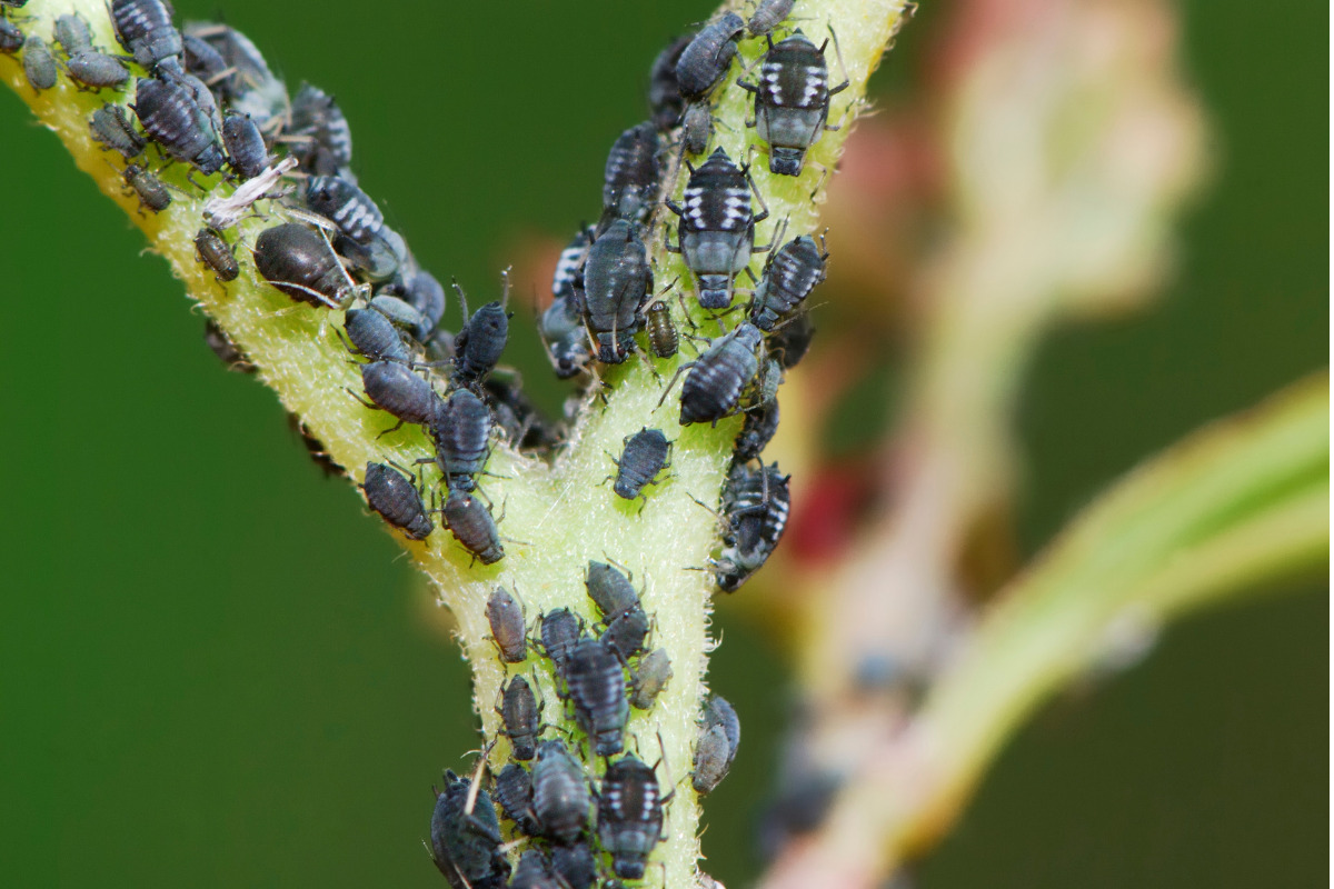 aphids on plants