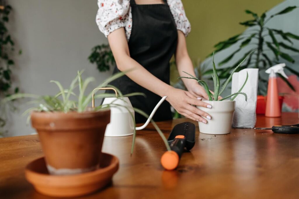 person planting aloe vera