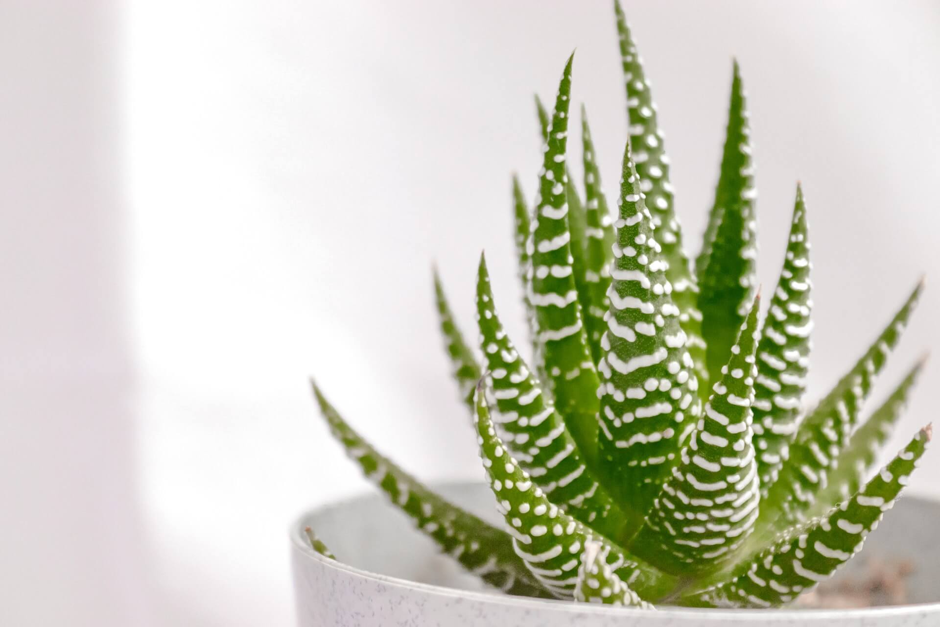 aloe vera plant in pot