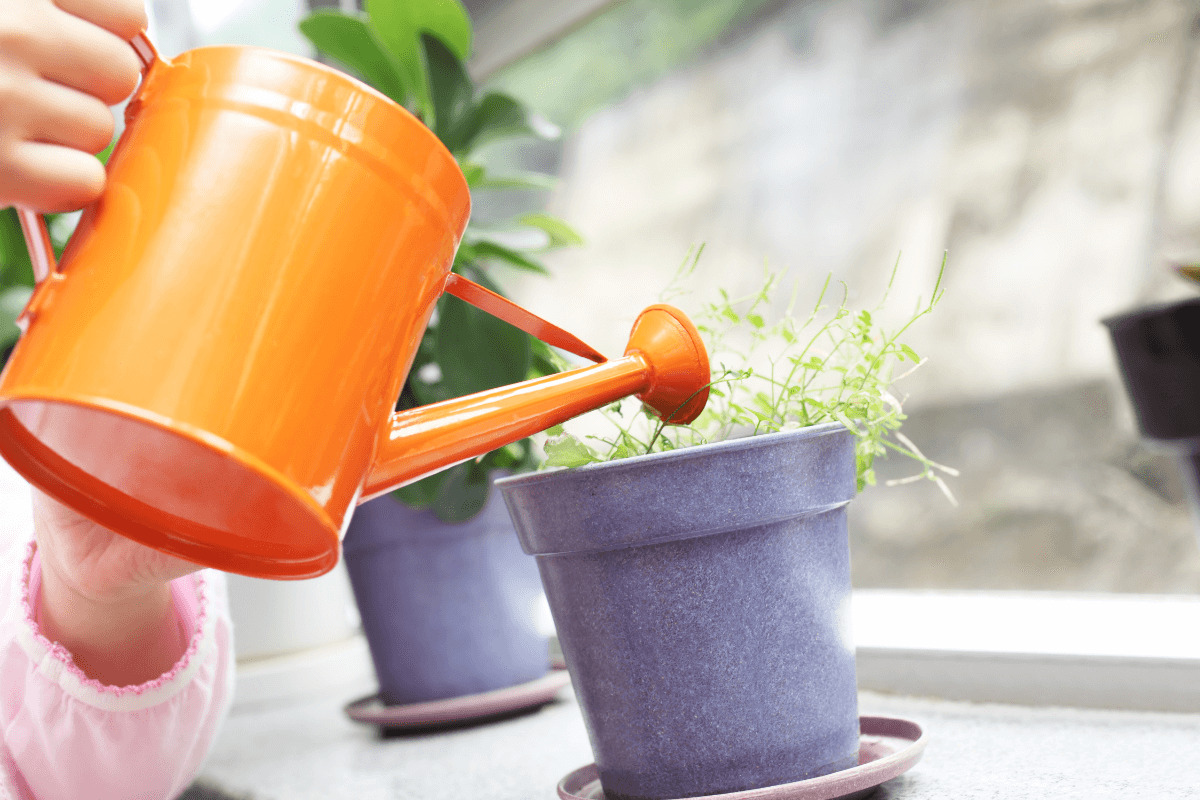 watering plants with a watering can