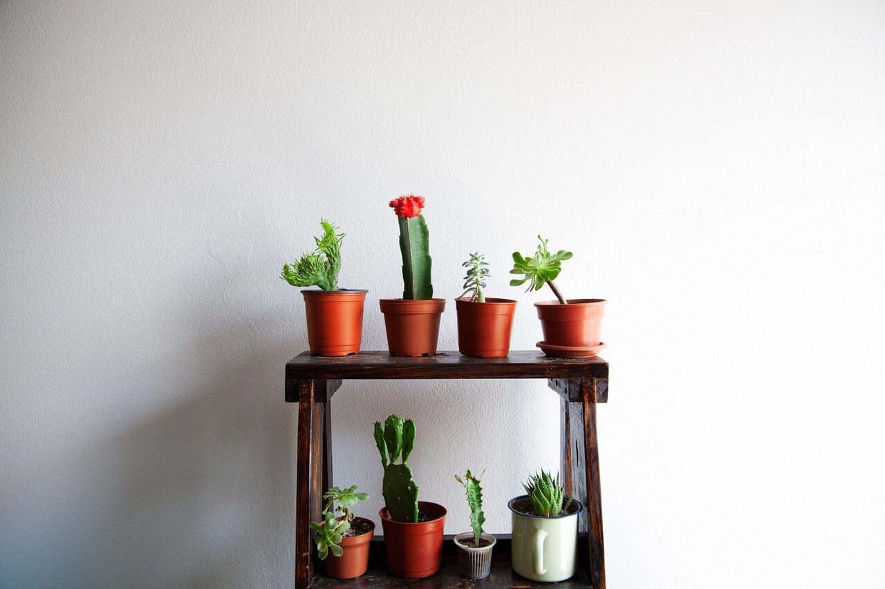 cacti in pots