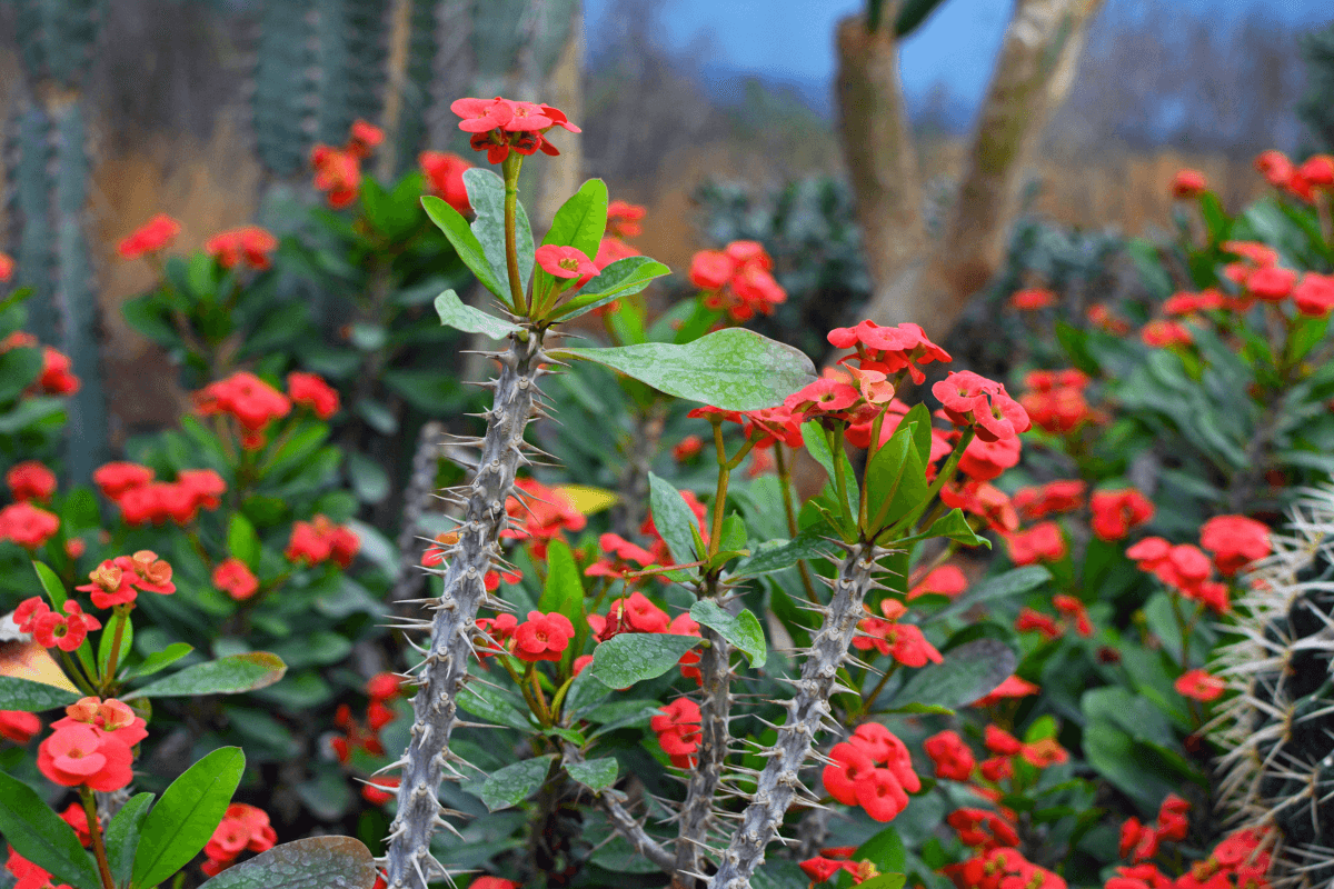 crown of thorns plants