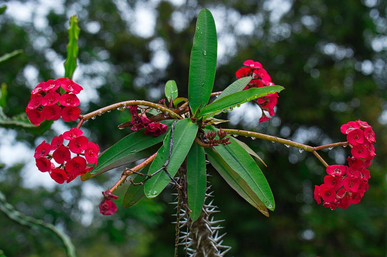 how to grow crown of thorns