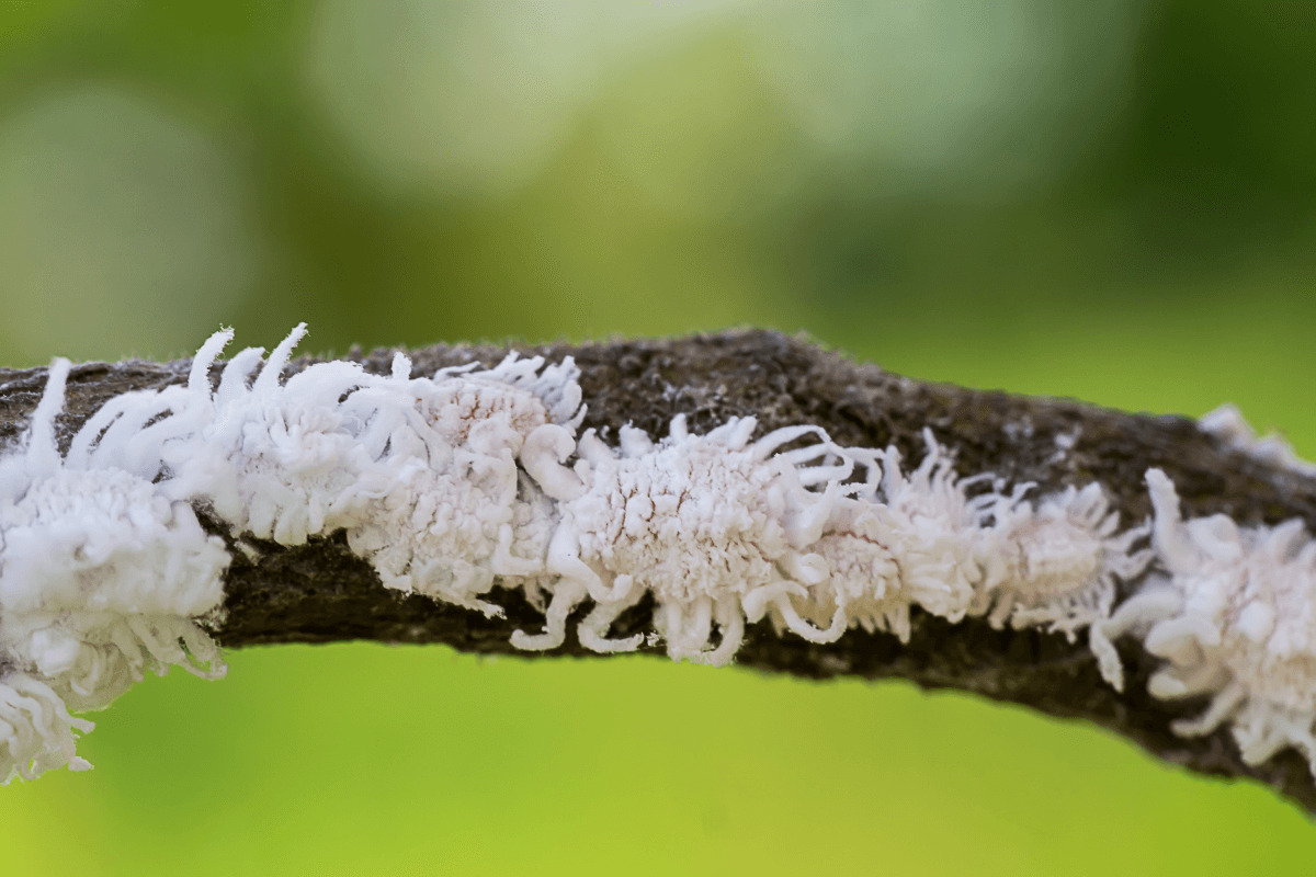 mealy bugs on a plant